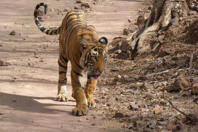 Ranthambore National Park - What you might see besides a tiger