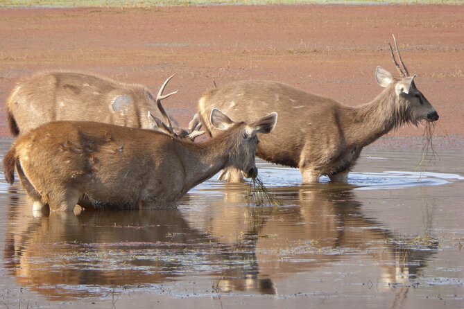 Ranthambore National Park - Weather, cancellations, and timing risks