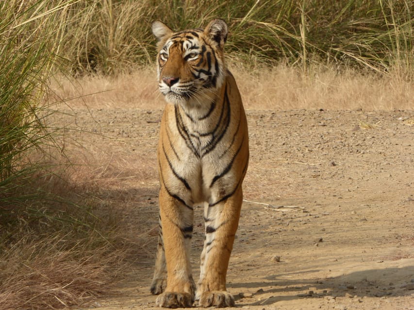 Ranthambore National Park - Practical booking advice before you commit