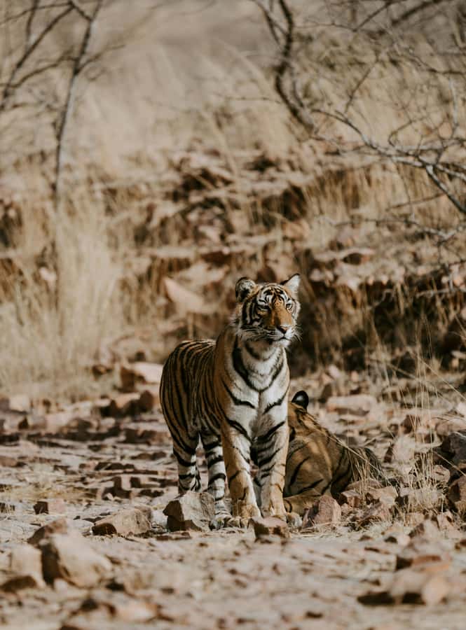 Ranthambore: National Park Guided Jeep or canter Safari - The Safari Route and What You May See