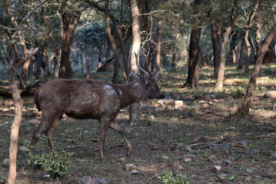 Ranthambore: National Park Guided Jeep or canter Safari - The Guide’s Role in Making the Ride Worthwhile