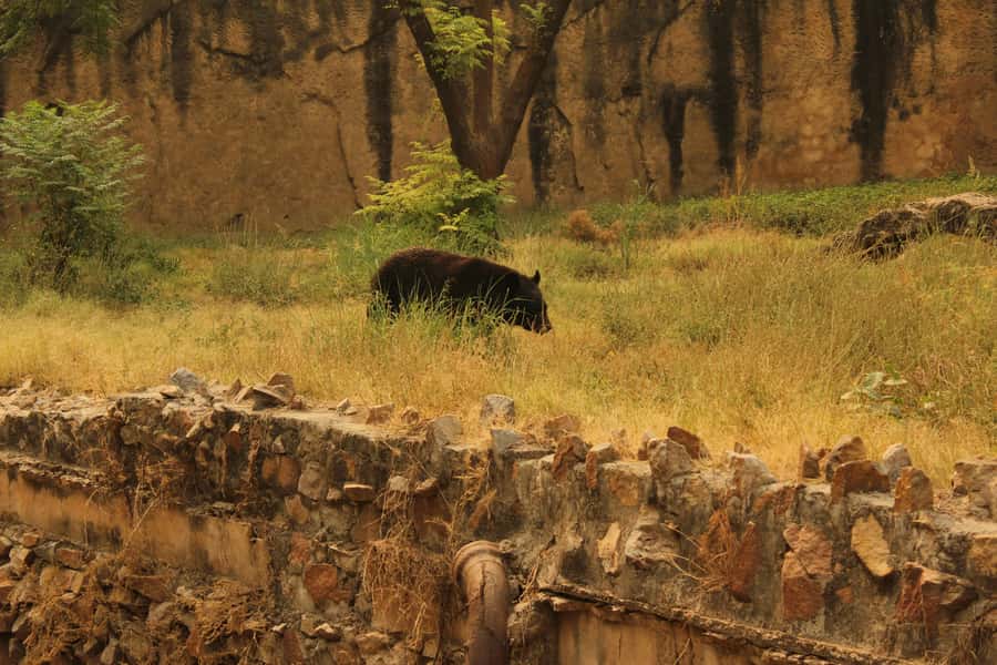 Ranthambore: National Park Guided Jeep or canter Safari - Tigers, Ruins, and the Best Kind of Uncertainty