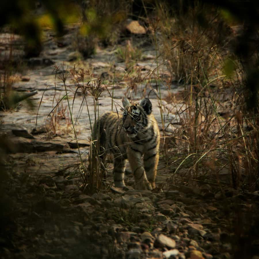 Ranthambore: National Park Guided Jeep or canter Safari - Is $49 a Fair Price?