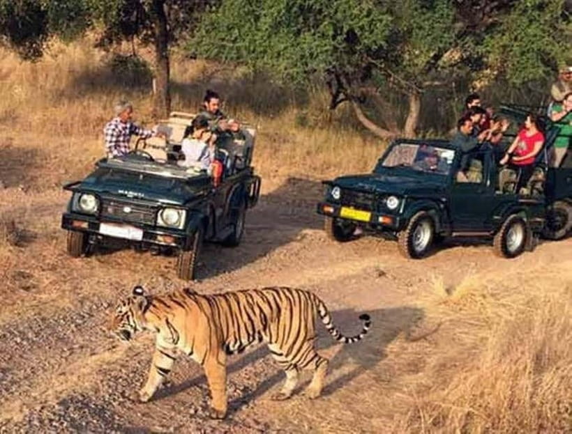Ranthambore National Park: Jeep Safari from Sawai Madhopur - What the $61 Ranthambore safari really buys you