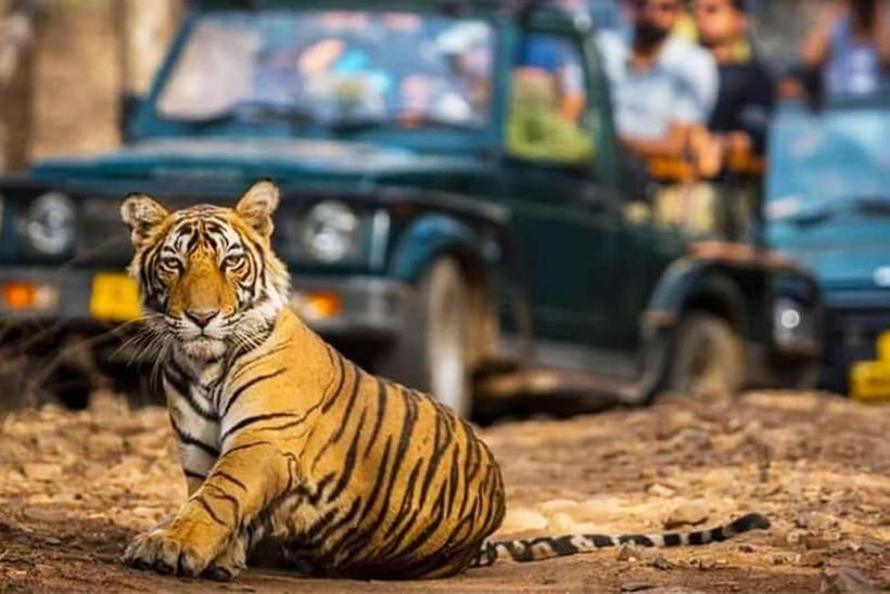 Ranthambore National Park: Jeep Safari from Sawai Madhopur - More than tigers: leopards, bears, deer, and birds