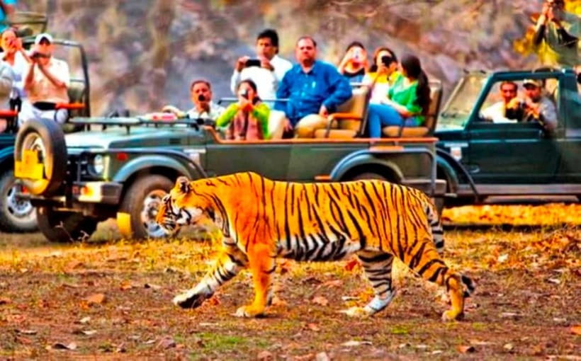 Ranthambore National Park: Jeep Safari from Sawai Madhopur - What the day feels like in practical terms