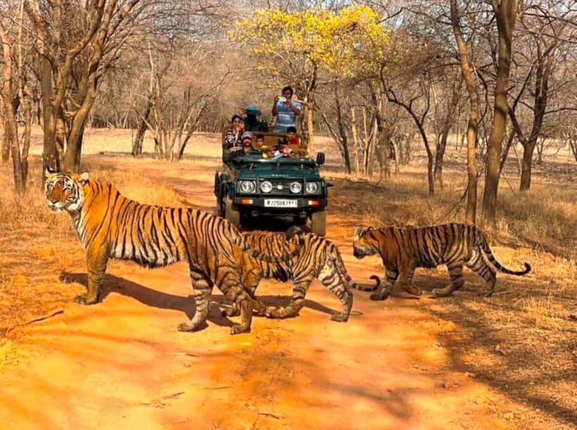 Ranthambore National Park: Jeep Safari from Sawai Madhopur - Meeting at Shri Ganpati Dhaba in Sawai Madhopur