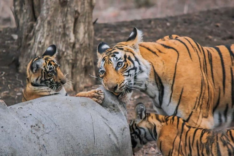 Ranthambore National Park: Safari Ticket with Pickup Option - What the 3.5-hour Ranthambore safari is really like