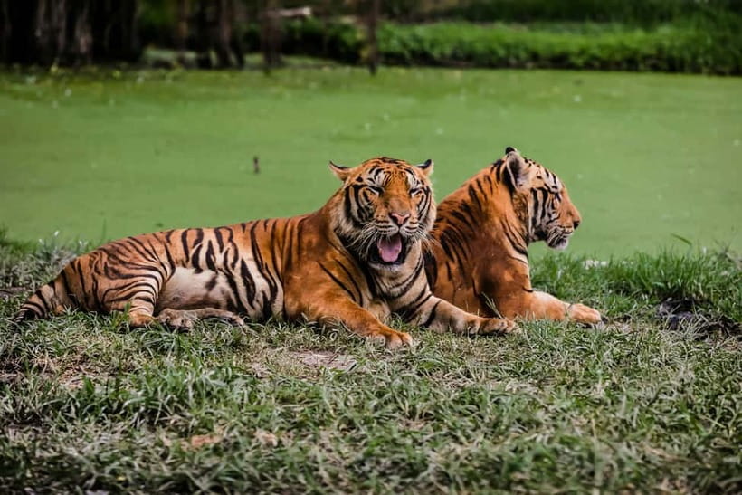 Ranthambore National Park: Safari Ticket with Pickup Option - Should you book it?