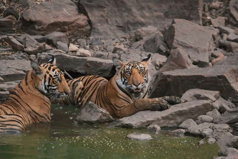 Ranthambore National Park: Safari Ticket with Pickup Option - Morning or afternoon: which safari should you choose?