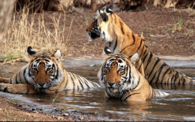 Ranthambore National Park: Safari Ticket with Pickup Option