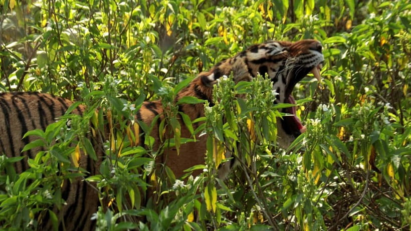 Ranthambore National Park: Safari Ticket with Pickup Option - The guide can make or break the ride