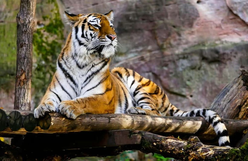 Ranthambore National Park: Safari Ticket with Pickup Option - Practical rules and what to pack