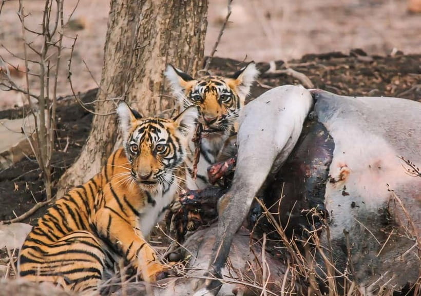 Ranthambore National Park: Safari Ticket with Pickup Option - Who should book this Canter safari?