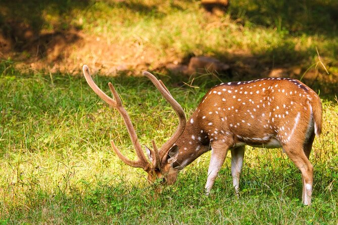 Ranthambore Safari Admission tickets : Choose your Option - The real odds of seeing a tiger