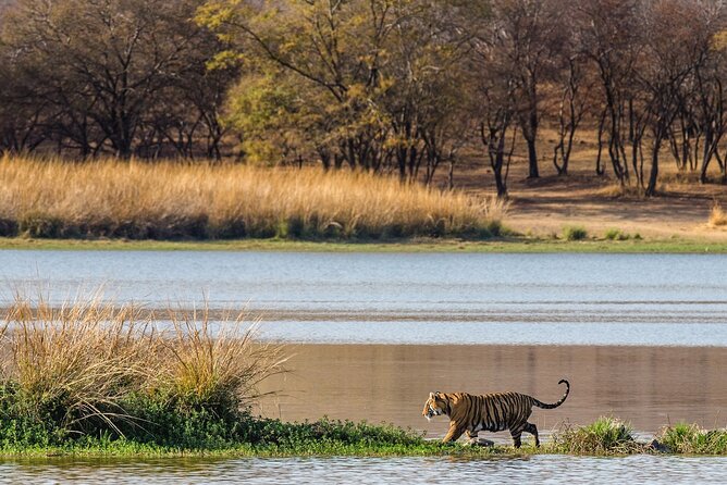 Ranthambore Safari Admission tickets : Choose your Option - Communication and organization