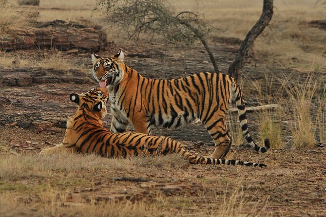 Ranthambore Safari Booking - Key points to know before booking