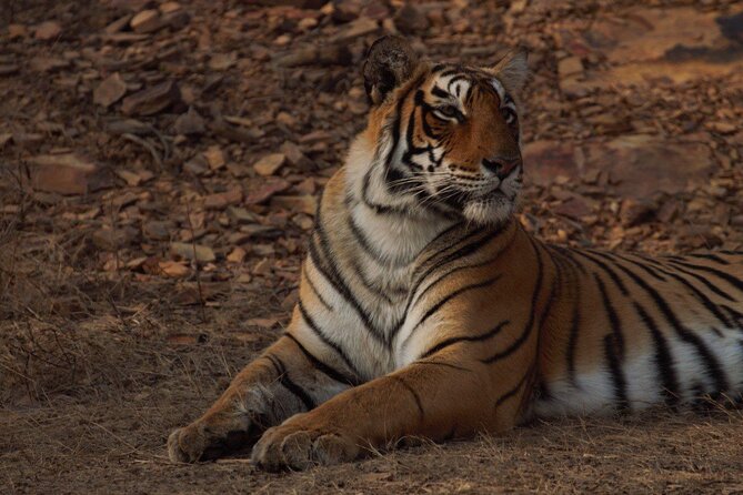 Ranthambore Safari Booking - A tiger safari built around patience