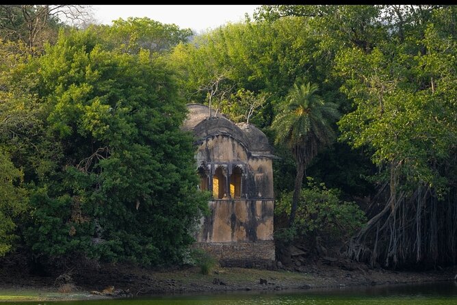 Ranthambore Safari Booking - Jeep or canter: what the choice means