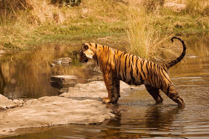 Ranthambore Safari Booking - Tigers are the headline, but birds fill the gaps