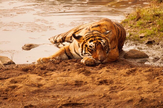 Ranthambore Safari Booking - Is $34.92 good value?