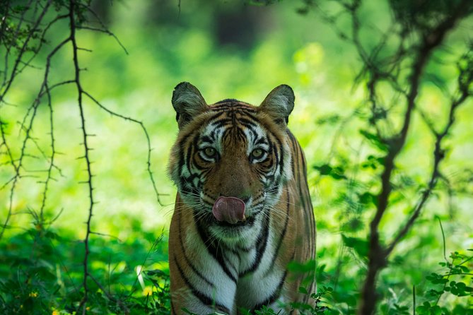 Ranthambore: Sharing Safari In Canter Or Gypsy Vehicle All Incl. - A short safari with a serious wildlife payoff