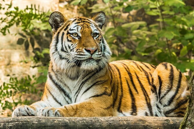 Ranthambore - Sharing Tiger Safari In Canter Or Gypsy Vehicle - The Guide and the Search for Tigers