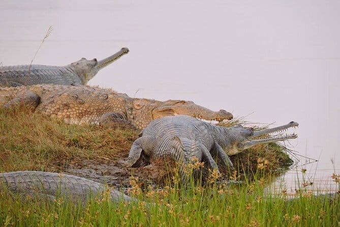 Ranthambore - Sharing Tiger Safari In Canter Or Gypsy Vehicle - Is $68.03 Good Value?