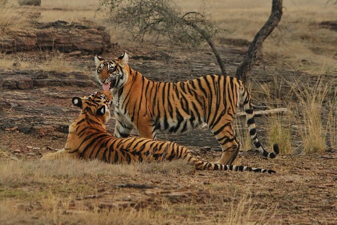 Ranthambore - Sharing Tiger Safari In Canter Or Gypsy Vehicle - Who Will Like This Safari Most