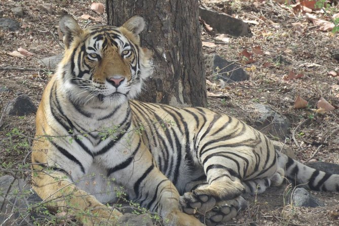 Ranthambore Tiger Reserve Private Gypsy Safari All inclusive - Entering one assigned zone