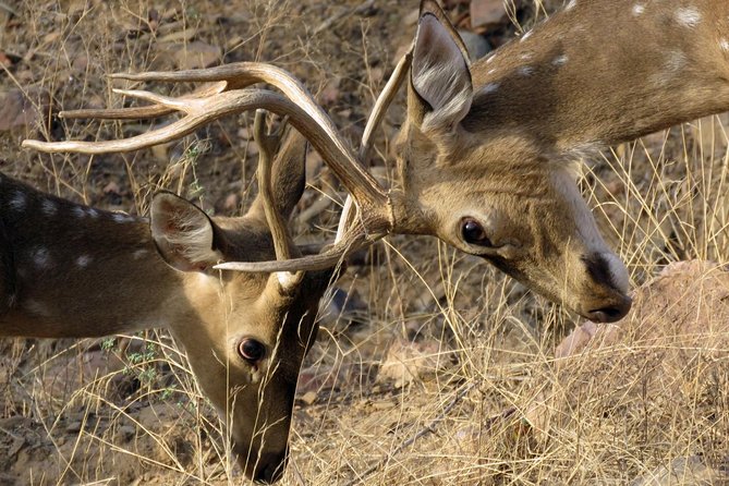 Ranthambore Tiger Reserve Private Gypsy Safari All inclusive - Guides, drivers, and the quality of the ride