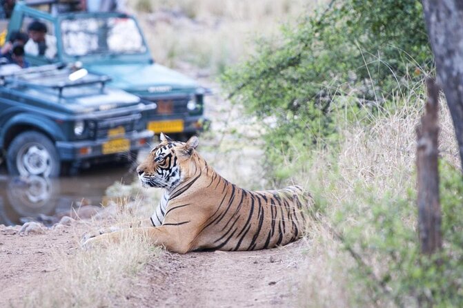 Ranthambore Tiger Safari Day trip from Jaipur - All Inclusive - Key points to know before booking