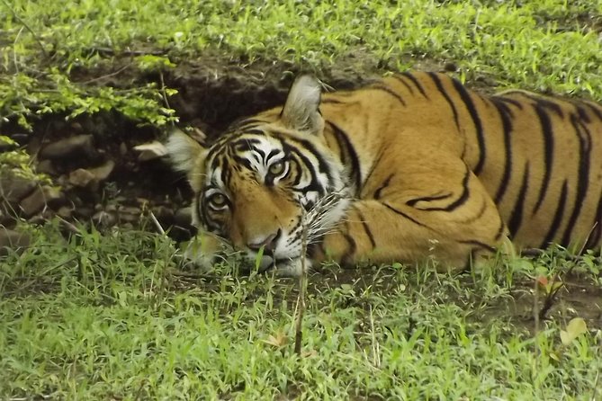 Ranthambore Tiger Safari Day trip from Jaipur - All Inclusive - Lunch around 12:30 p.m., with timing worth watching