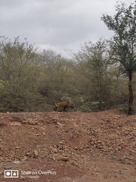 Ranthambore Tiger Safari Day Trip from Jaipur -All Inclusive - Who should choose this day trip?