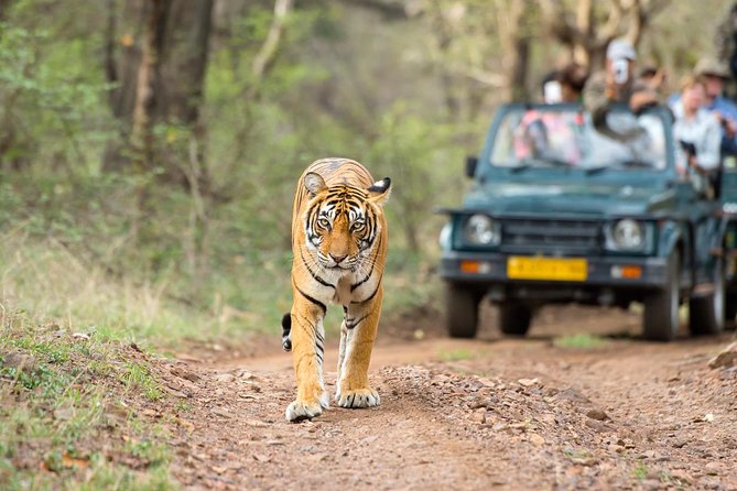 Ranthambore Tiger Safari Day Trip from Jaipur -All Inclusive - Ranthambore Fort before the safari