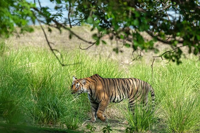 Ranthambore Tiger Safari from Jaipur – 1 or 2 Days - Who will enjoy this Jaipur wildlife day