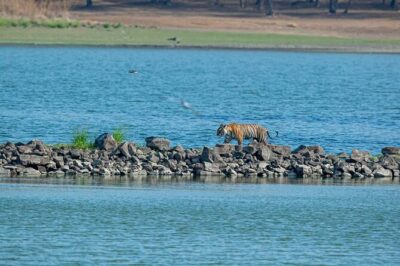 Ranthambore Tiger Safari from Jaipur – 1 or 2 Days