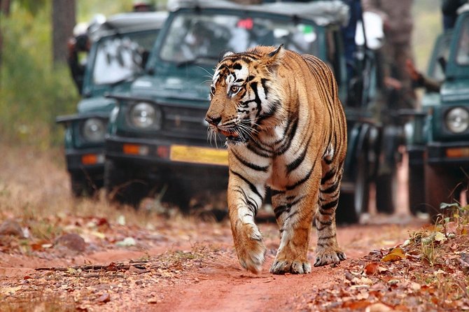 Ranthambore Tiger Safari In Gypsy 6 Seater All Inclusive visits - Entering the assigned zone