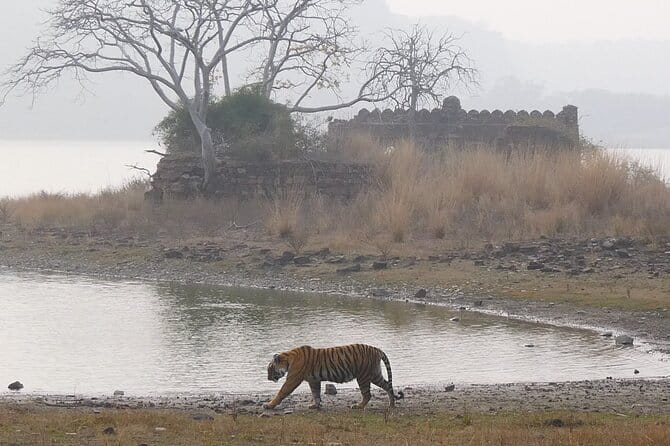 Ranthambore Tiger Safari Private Same Day Trip from Jaipur - A short Sawai Madhopur pause before the park
