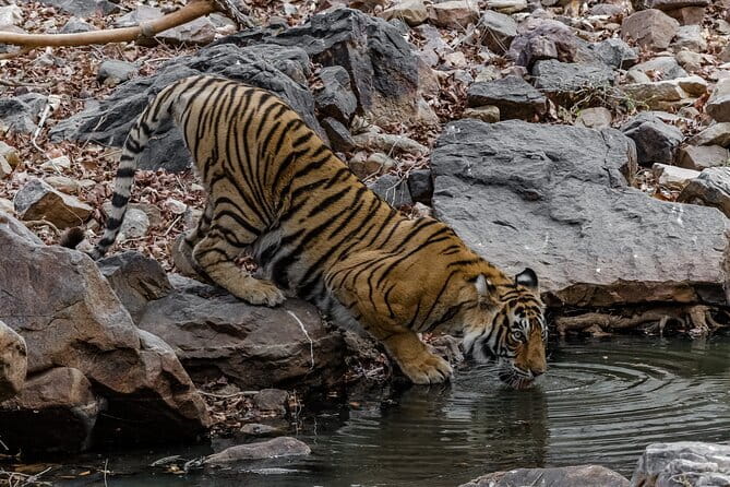 Ranthambore Tiger Safari Private Same Day Trip from Jaipur - Three and a half hours inside Ranthambore National Park