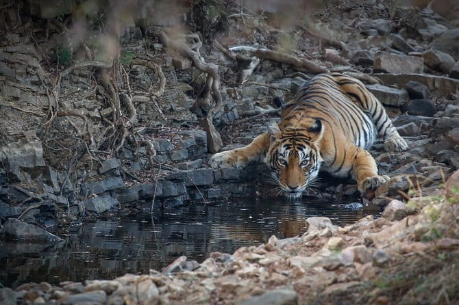 Ranthambore Tiger Safari Private Same Day Trip from Jaipur - The 3.5-hour drive from Jaipur to Sawai Madhopur