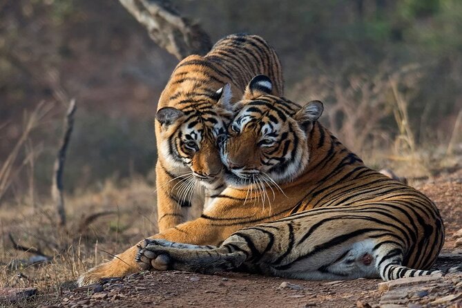 Ranthambore Wildlife Safari Day Trip from Jaipur - Reaching Ranthambore National Park