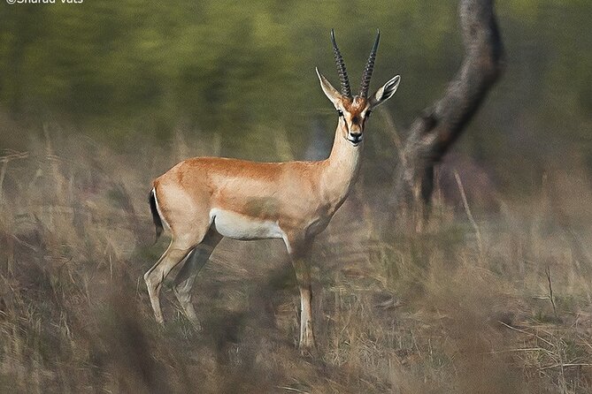Ranthambore Wildlife Safari Day Trip from Jaipur - Who will enjoy this Ranthambore day trip?