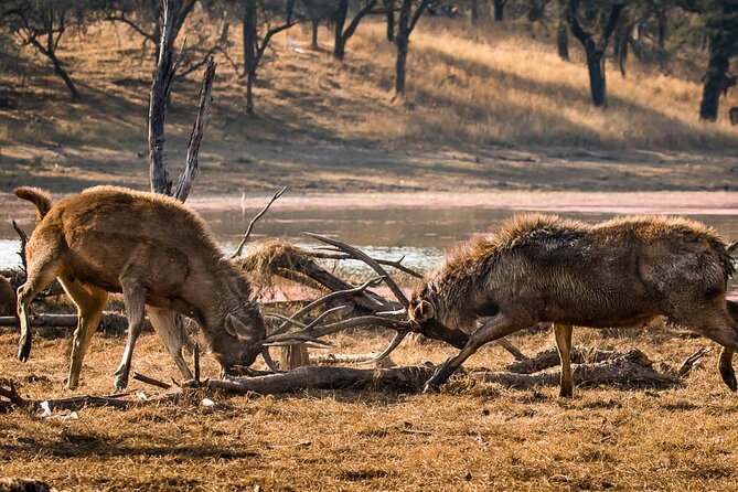 Ranthambore Wildlife Safari Day Trip from Jaipur - Booking, cancellation, and weather details