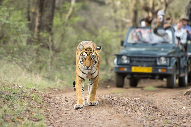 Ranthambore Wildlife Safari Tour From Jaipur Including Transfers - A long road from Jaipur to tiger country