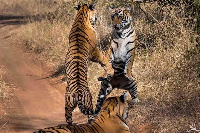 Ranthambore Wildlife Safari Tour From Jaipur Including Transfers - Reaching Ranthambore National Park