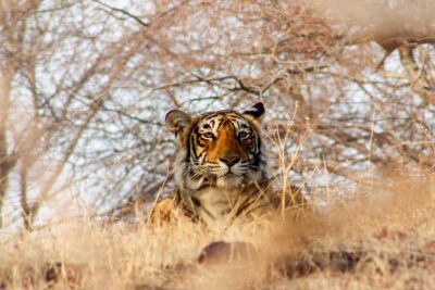 Ranthambore Wildlife Safari Tour From Jaipur Including Transfers