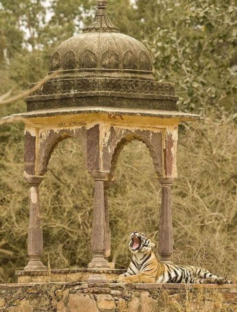 Ranthambore WildLife (tiger safari)Full Day Tour From Jaipur - Checking in near Sawai Madhopur
