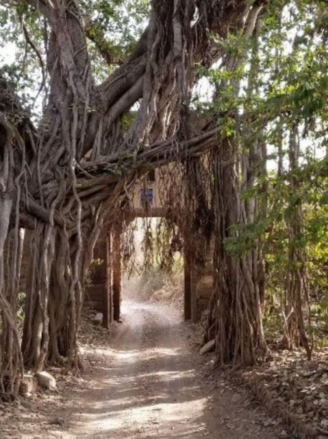 Ranthambore WildLife (tiger safari)Full Day Tour From Jaipur - One day or two days?
