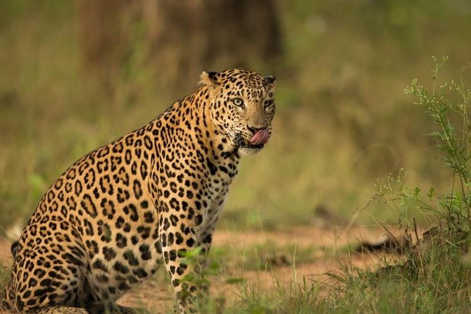 Safari In Jhalana Leopard Conservation Reserve, Jaipur - Key points to know before you book